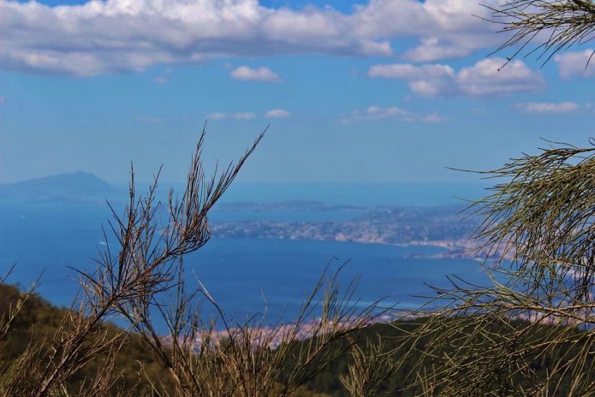 vegetazione Vesuvio