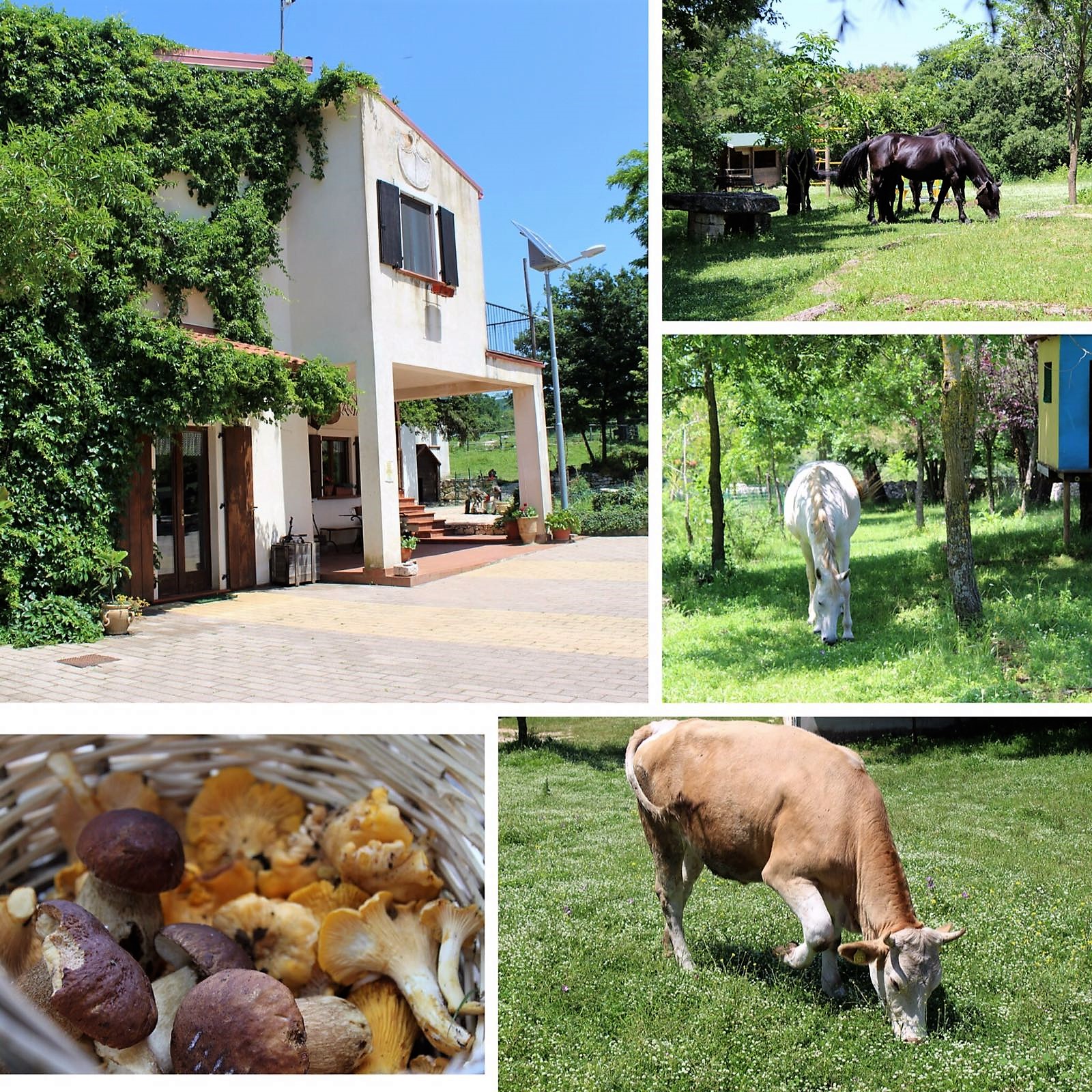 agriturismo le falcare cagnano varano